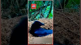 কাঁক অনেক চালাক এবং বুদ্ধিমান পাখি 😱  🤯 Why Crow Are So Clever shorts crow [upl. by Helge]