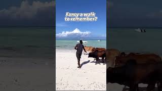 Paje Beach Cows stars only in Zanzibar Tanzania [upl. by Jackson]