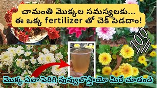 చామంతి మొక్కలపై Complete స్పెషల్ వీడియో మీకోసంChamanthi plant care in teluguChrysanthemumAloevera [upl. by Eerahs]