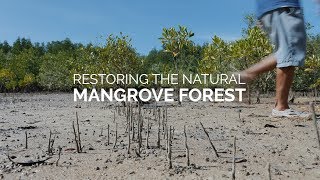 Restoring The Natural Mangrove Forest [upl. by Enialedam356]