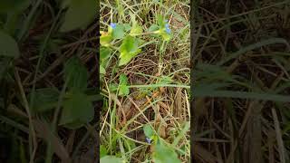 Commelina benghalensisnature grass krishna grass bengali [upl. by Nylodnarb]