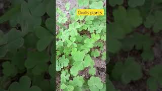 please subscribe 🙏🏻 oxalis plants farming vlogeer plants kha [upl. by Enoid668]