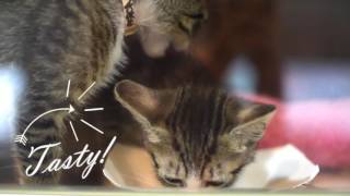 Kitten Lady visits the ASPCA Kitten Nursery [upl. by Tilford626]