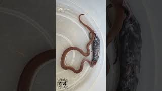 Snake eats massive RAT 🐀 snake BrownHouseSnake reptiles wildlife africa [upl. by Hartman]