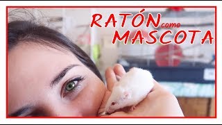 Ratón como Mascota 🐭  CUIDADOS BÁSICOS RATONES [upl. by Beckerman]