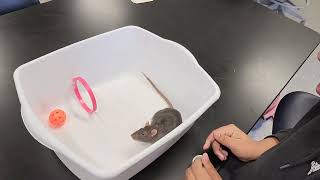 Student explains rat training  SWBOCES Animal Science [upl. by Samaj543]