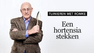 Tuinieren met Romke  Hortensia stekken [upl. by Adelpho]