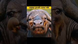 আল্লাহর কুদরতি ডাক্তার পাখি  Cleaner Bird banglafacts unknownfacts factsbangla shorts [upl. by Selma225]