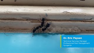 Controlling Carpenter Ants with Optigard Ant Gel Bait [upl. by Esined]