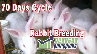 RABBIT BREEDING 70 DAYS CYCLE  Negosyo Philippines [upl. by Nee]