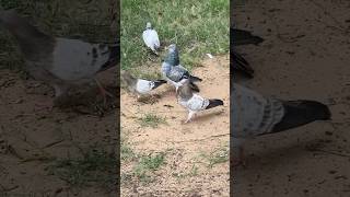 My pigeon 🕊️👍trending trend shorts newsong subscribe vayne reels [upl. by Buseck]