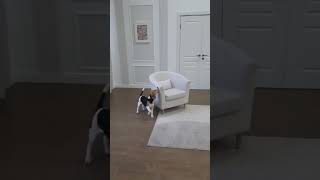 Подготовка к съемке в рекламе для бренда Triol Бигль Лекса 7 5 мес beagle собака puppy бигль [upl. by Santini]