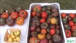 How to Save Tomato Seeds  Seed Saving Series [upl. by Sigismundo711]