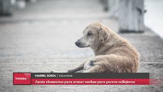 San Salvador de Jujuy fabrica cuchas para perros callejeros y pide ayuda [upl. by Kerekes]