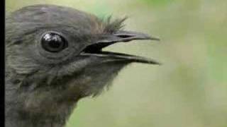 Amazing Bird Sounds From The Lyre Bird  David Attenborough  BBC Wildlife [upl. by Grayson542]