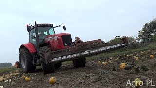 Zbiór Dyni 2016Terebiń NowakAgro PL [upl. by Agler]