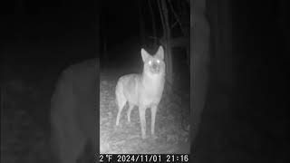 Coyotes Lanaudière coyotes coyote trailcamera trailscamera [upl. by Katushka]