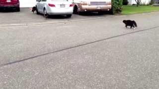 Epic Cat chases Dog Warning Lots of hysterical laughter [upl. by Ahsikam]