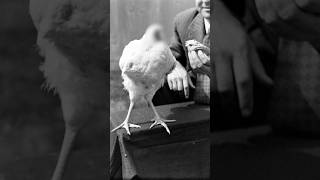 Headless chicken lives 18 months without head oddhistory facts factshorts strangefacts chicken [upl. by Kuo]