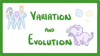 GCSE Biology  Variation and Evolution 68 [upl. by Bezanson19]