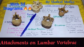 Lumbar Vertebrae  Attachments  Part 3  Medical Medics [upl. by Rettig]