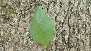 Chinkapin Oak bark and leaves [upl. by Eifos]