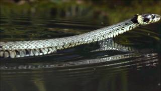 Der Spreewald HD [upl. by Anyk554]