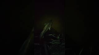 Nights Zender realise rivernature river riverfish shorts short shortvideo [upl. by Yro687]