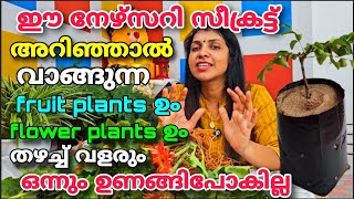 ഈ nursery secret അറിഞ്ഞാൽ വാങ്ങുന്ന fruit plants ഉം flower plantsഉം തഴച്ചുവളരുംഒന്നുംഉണങ്ങിപോകില്ല [upl. by Alejandrina790]