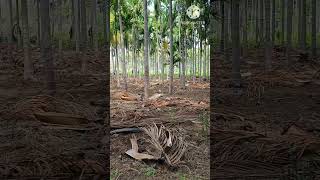 arecanut farming [upl. by Charley]