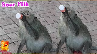 Do you like it Monkey eat Yogurt from a bottle [upl. by Polish]