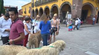 Club lobero irlandés Ciudad de México  club irish wolfhound México city san Miguel Allende [upl. by Cosetta856]