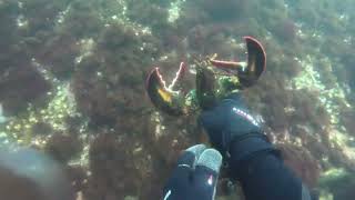 Lobster diving in fantastic conditions off Cape Ann Massachusetts [upl. by Jeminah673]