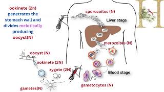 Biology 3rd secondary Egypt chapter 3 [upl. by Abert]