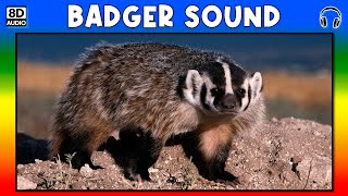 🦡 BADGER SOUND  BADGER SOUND EFFECT  SOUND OF BADGER  NOISE OF BADGER [upl. by Nylemaj]