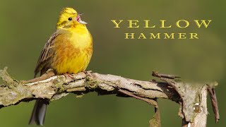 Yellowhammer Bird sounds and nest with chicks [upl. by Jala214]