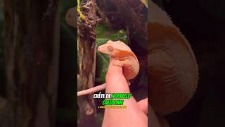 Tu le préfère comment😁 fish poisson reptiles crestedgeckos gecko nature animals cute wild [upl. by Nesline]