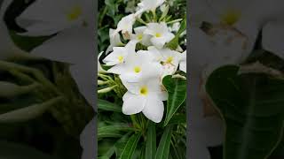 Plumeria pudica white Frangipani Bridal Bouquet [upl. by Sinnej958]