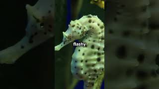 5 Amazing Facts About Seahorses [upl. by Fulbert]