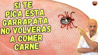 🆘 LA PICADURA DE ESTA GARRAPATA EN HUMANOS PROVOCA ALERGIA A LA CARNE 🆘 [upl. by Diet]