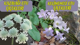 KAZAYAĞI Oenanthe pimpinelloides  KEÇİMEMESİ Campanula Rapunculoides ÇİÇEKLERİ [upl. by Kelsy]