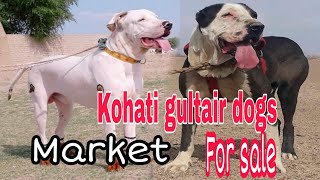 Kohat biggest dogs market [upl. by Norene]