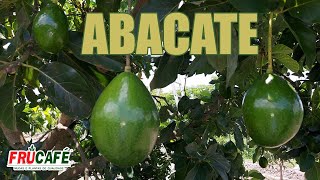 ABACATE  Cultivares Grupo Floral e Época de Maturação [upl. by Arolf]