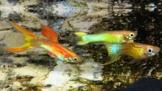 Der Guppy  Die Dokumentation Haltung Pflege Zucht Fütterung Krankheiten reticulata Guppys [upl. by Ennovyhs]