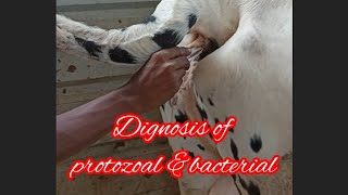 treatment of protozoal ampbacterial in cow treatment of trypanosoma treatment of Anaplasmosi [upl. by Enimrej143]