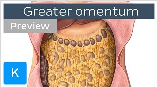 Overview of the Greater Omentum preview  Human Anatomy  Kenhub [upl. by Kaleena]