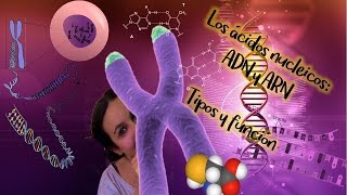 Ácidos nucléicos ADN y ARN Tipos y función BioESOsfera  Biología [upl. by Sharl]