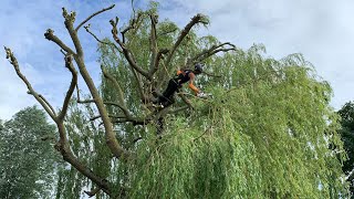 Pollarding a large Golden Weeping Willow tree [upl. by Naibaf504]