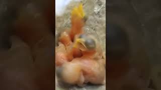 Gentle Souls Discover the Cutest Zitting Cisticola Bird Babies shortvideo viralshorts [upl. by Enirehs]