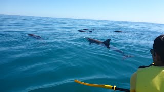 Dolphin View Kayak Tour  Noosa to Double Island Point [upl. by Dotson]